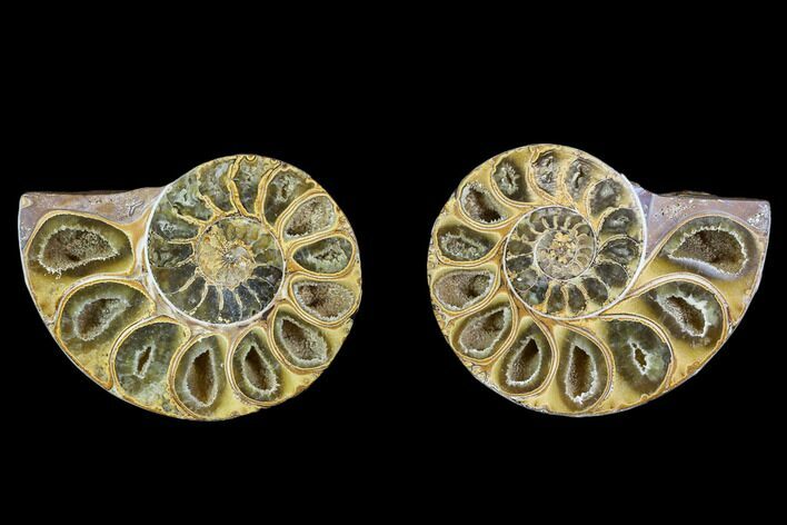 Cut & Polished, Agatized Ammonite Fossil- Jurassic #110781